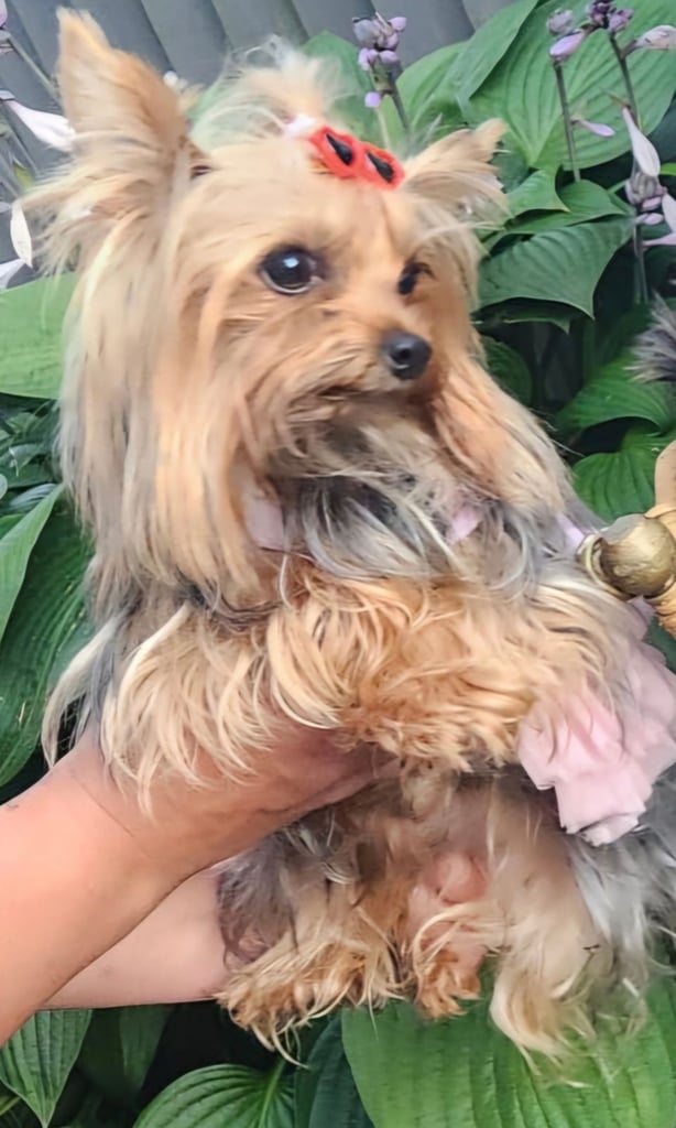 Yorkshire Terrier Baby face boys for sale 😍