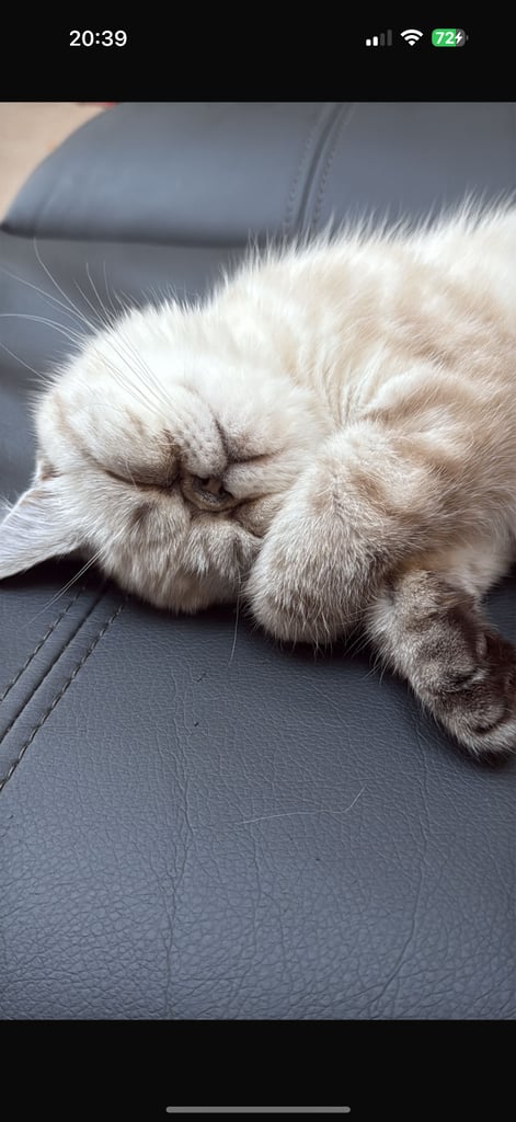 Lovely tabby colour point 