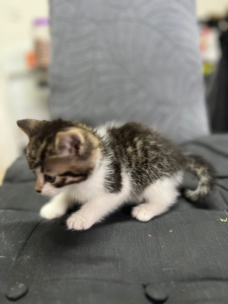 Kittens
