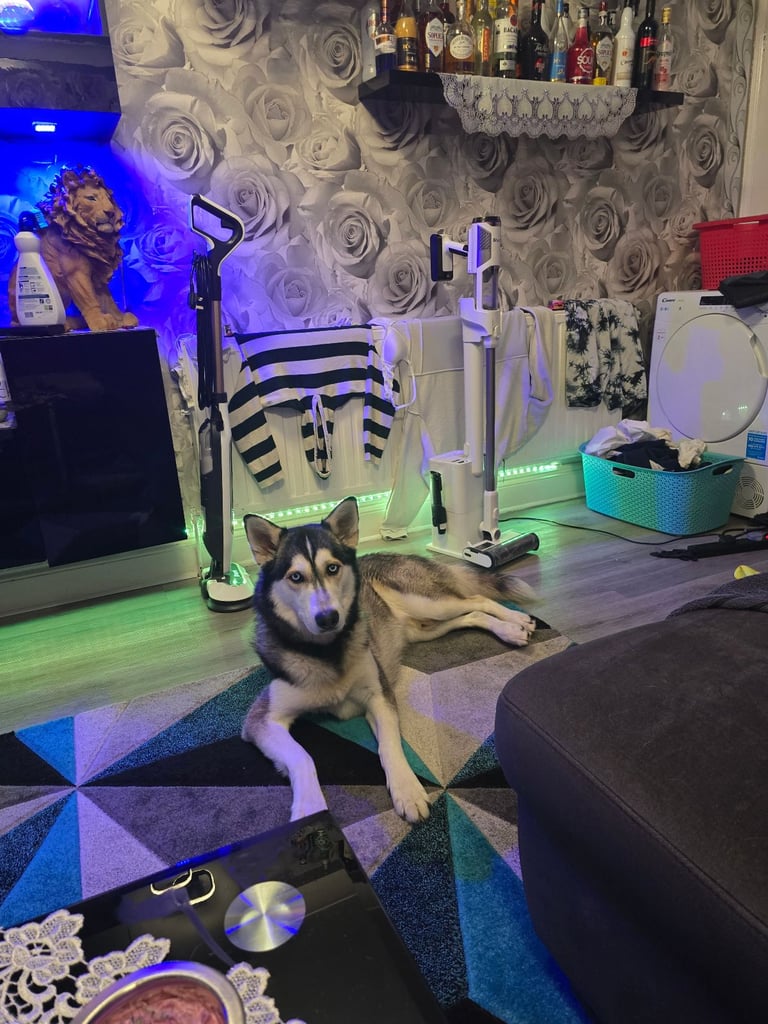 New born Siberian Husky puppy for sale, healthy and ready to go home in 8 weeks.