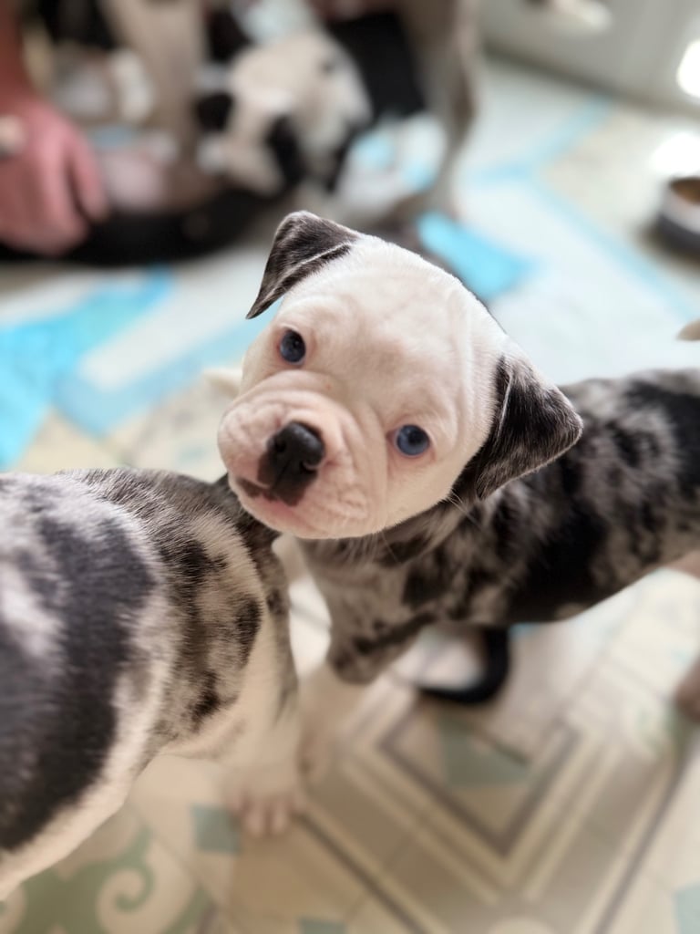 7 Adorable Olde English Bulldog/ French / Pug Bulldog puppies for sale ❤️