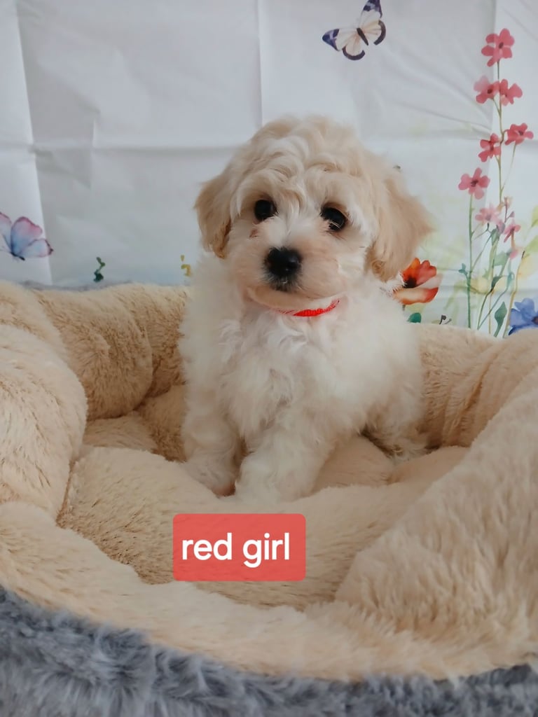 Maltese Dog Maltipoo Pekingese Mix Tzu Maltese Mix Shih Tzu Toy