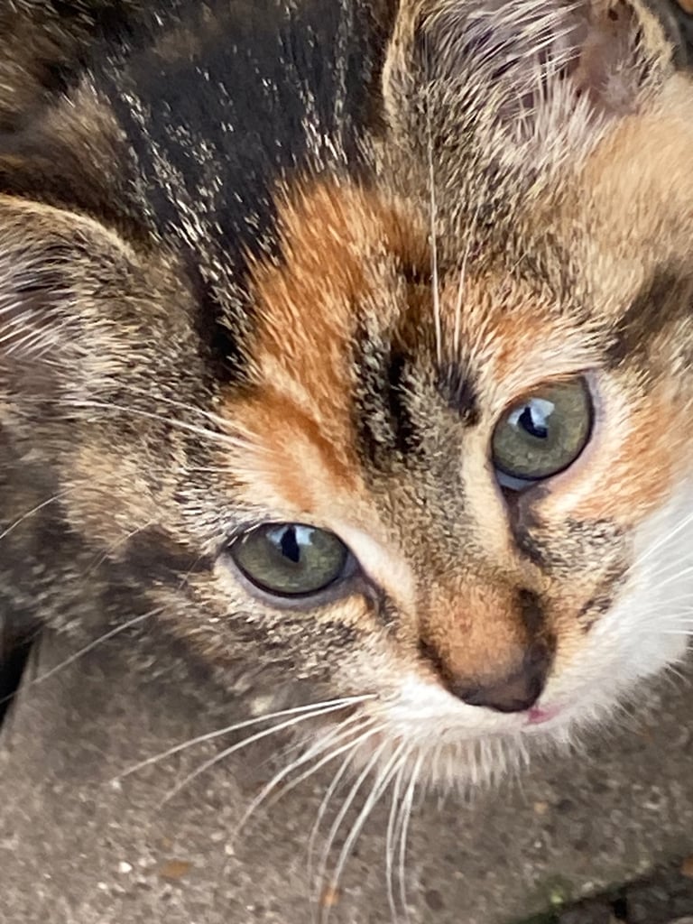 Healthy, loving cats looking for new families 