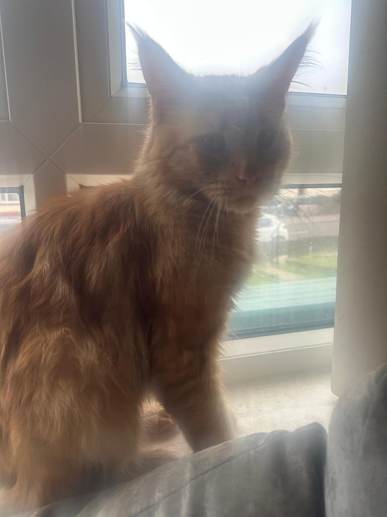 Maine coon  for adoption 