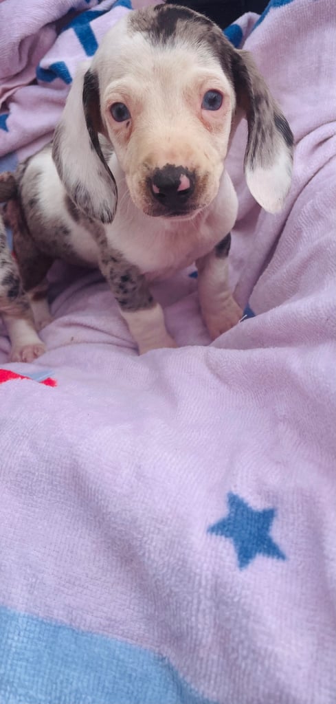 image for Miniature dachshund