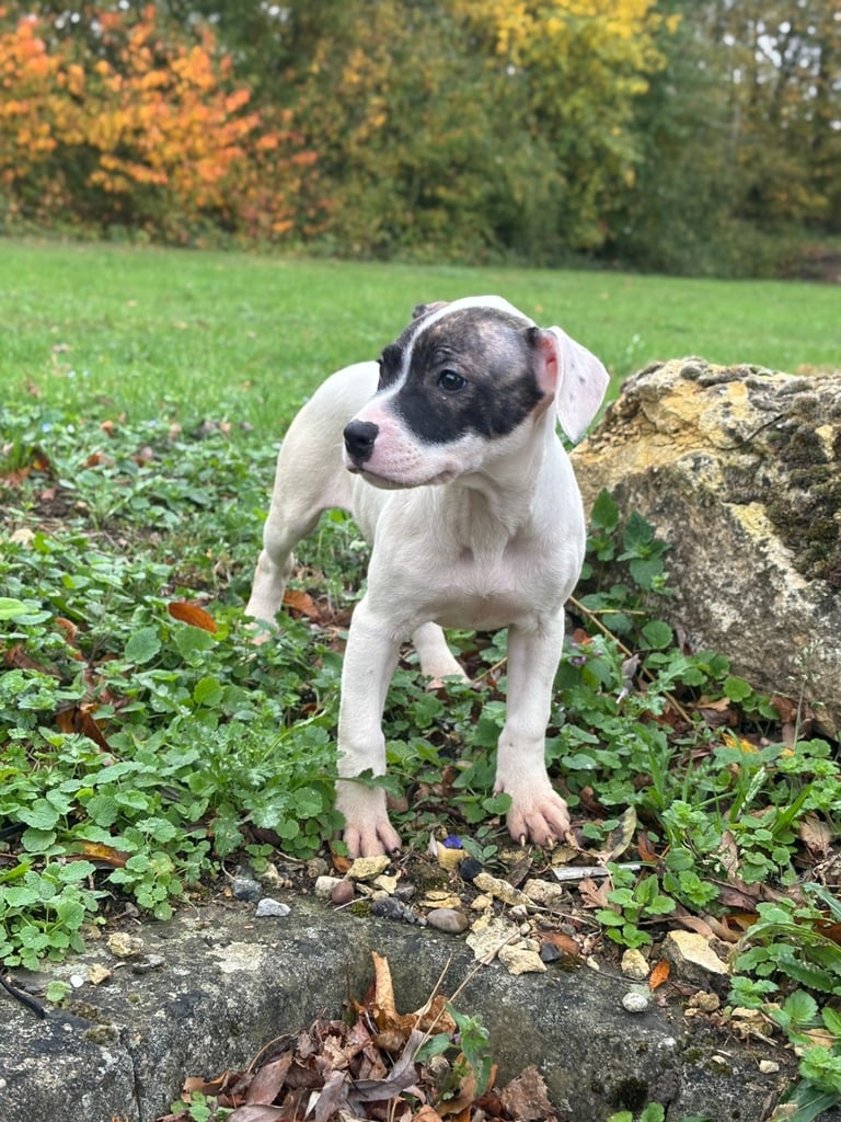 Staffy puppy