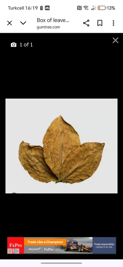 image for Genuine amber