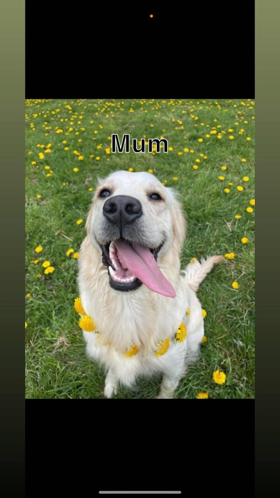 3 Golden Retriver Puppy’s 