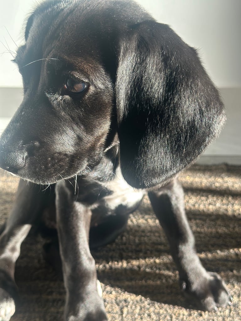 Bella