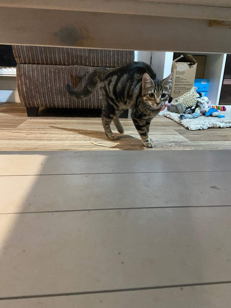 Gorgeous tabby kitten