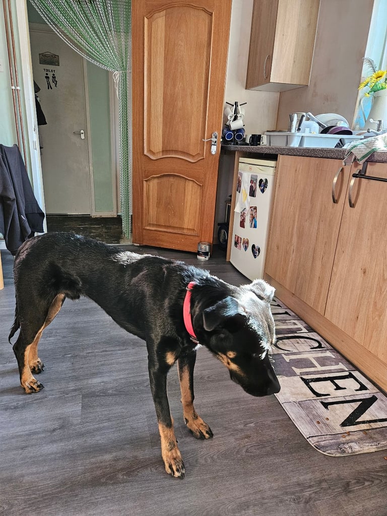 New forever home needed.