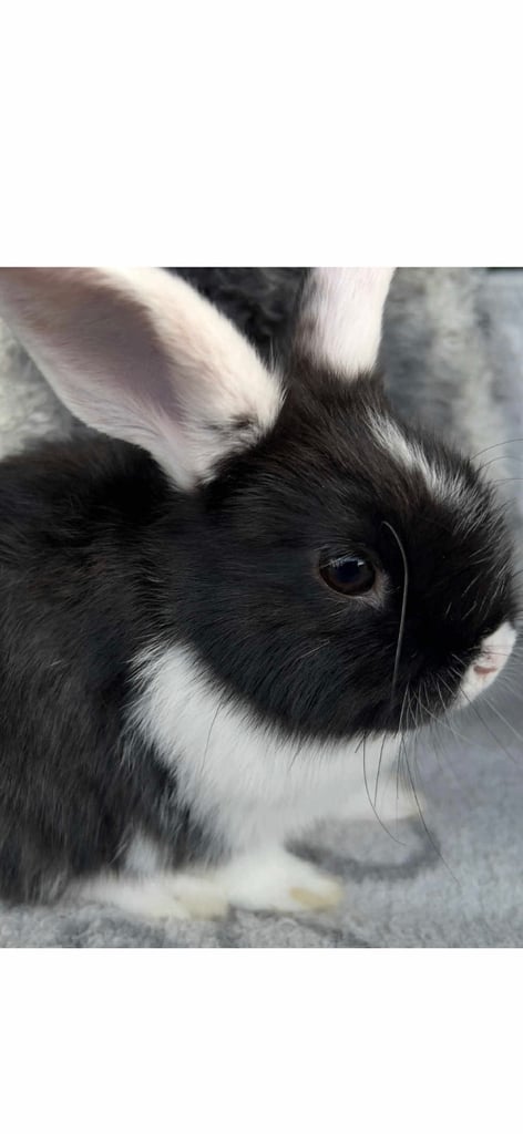 Mini lop -- Netherland dwarf male rabbits in Haverfordwest