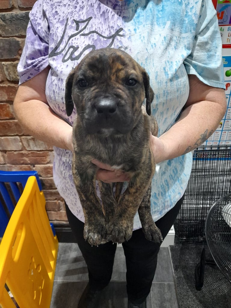 Presa canario puppies