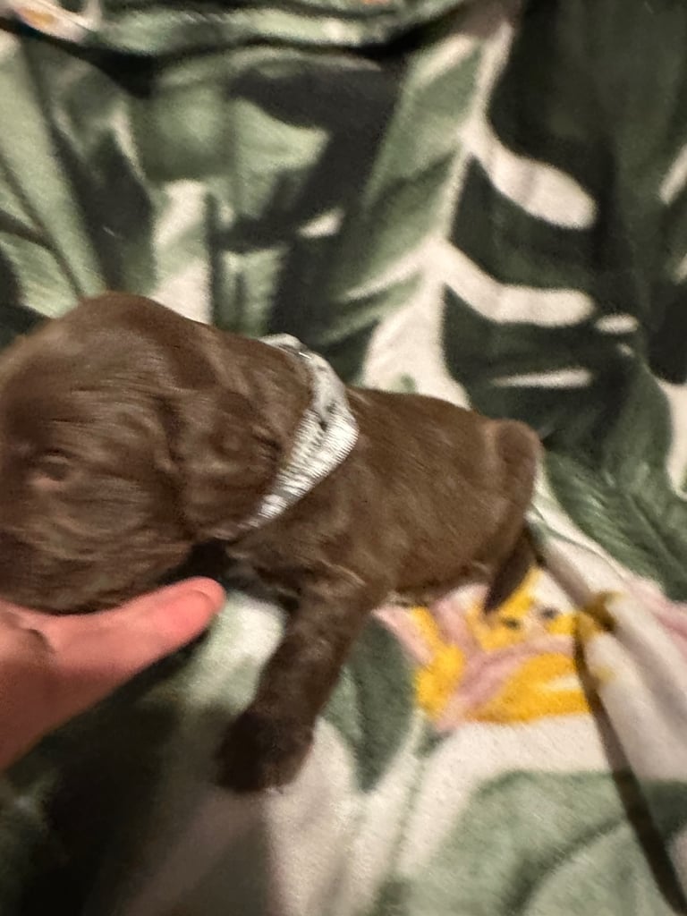 Cocker spaniel puppies for sale