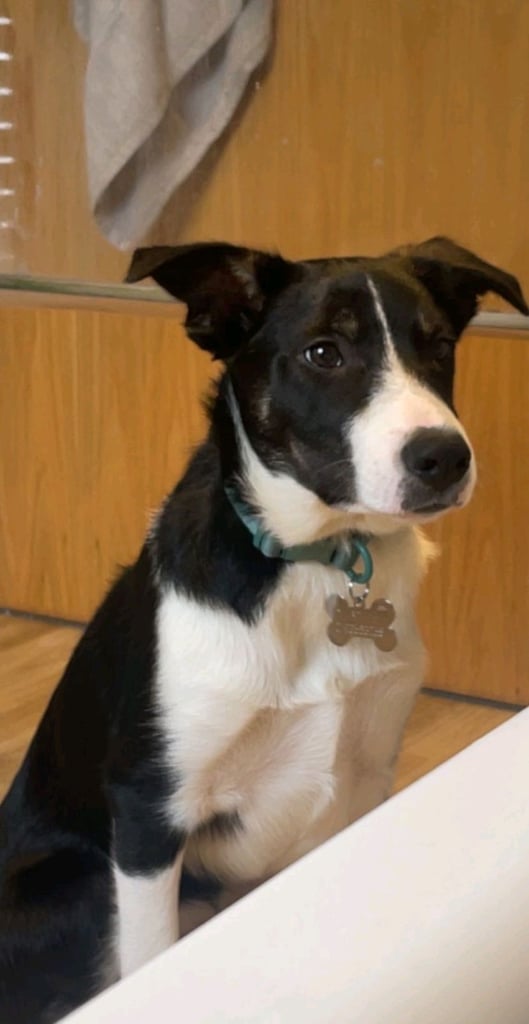 Border collie puppy