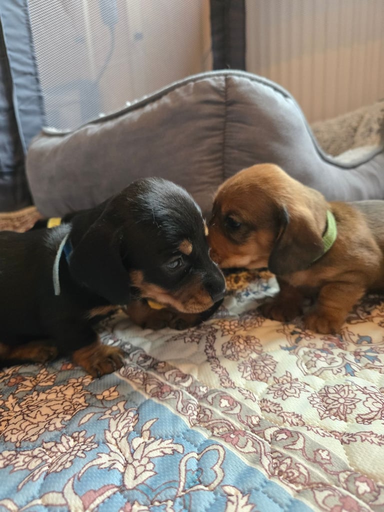 Miniature Dachshunds Seeking Forever Homes 
