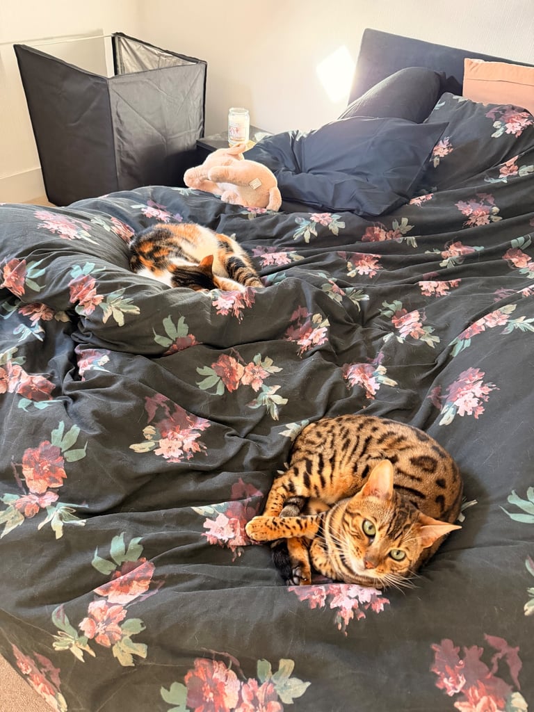 Bengal cat 