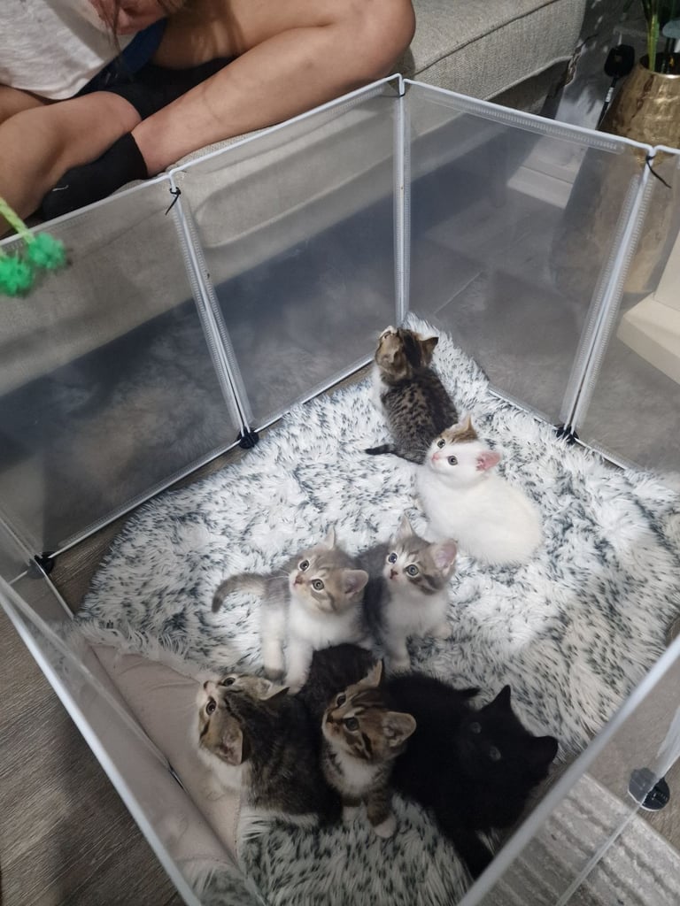 7 kittens 