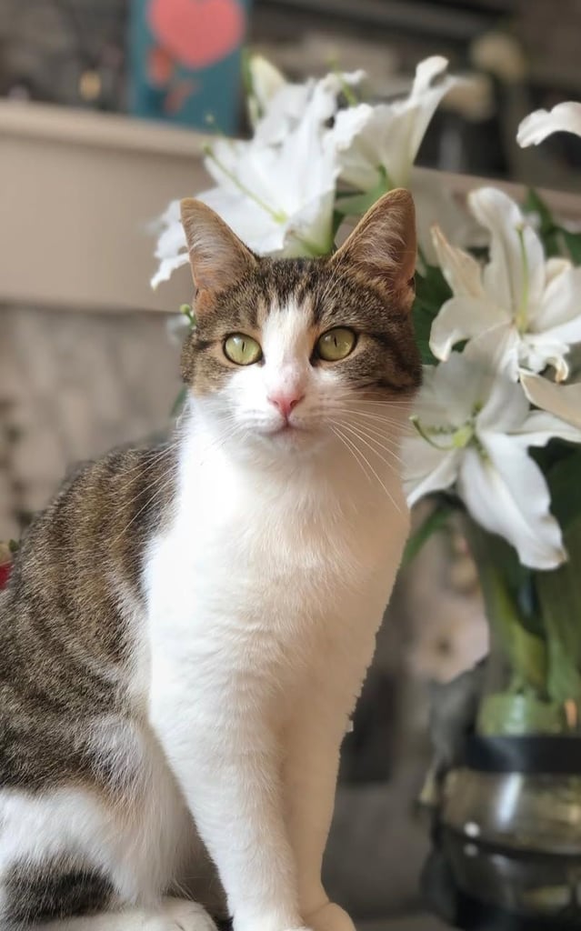 Female tabby