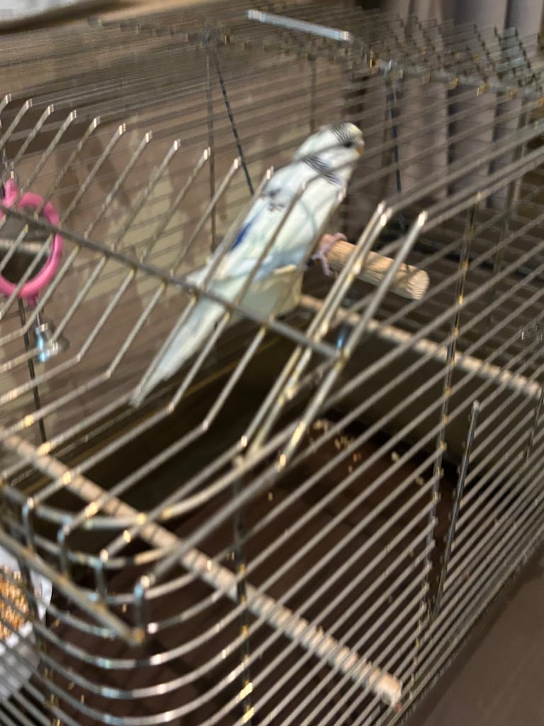 Hand tame budgie & set up 