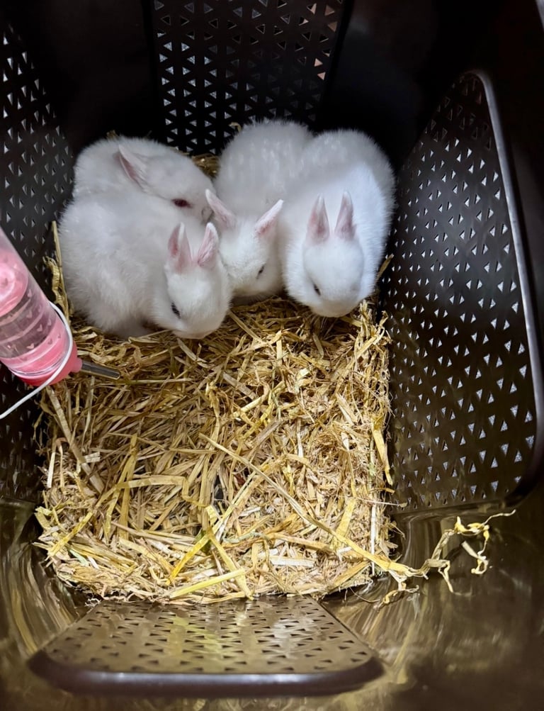 netherland dwarf bunnies