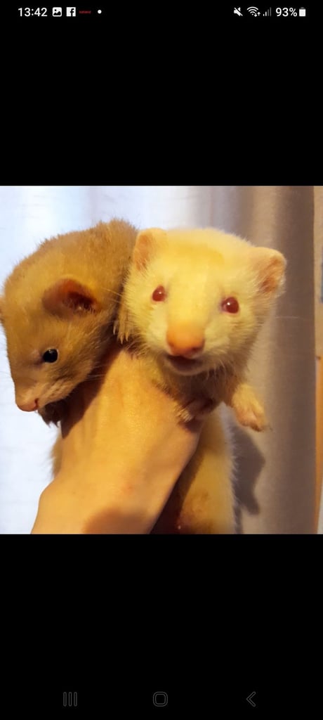 image for Ferrets & young for sale £20-£40