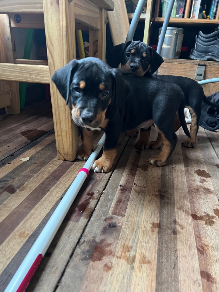 Old Tyme English Bulldog x Sproodle Puppy - Boy