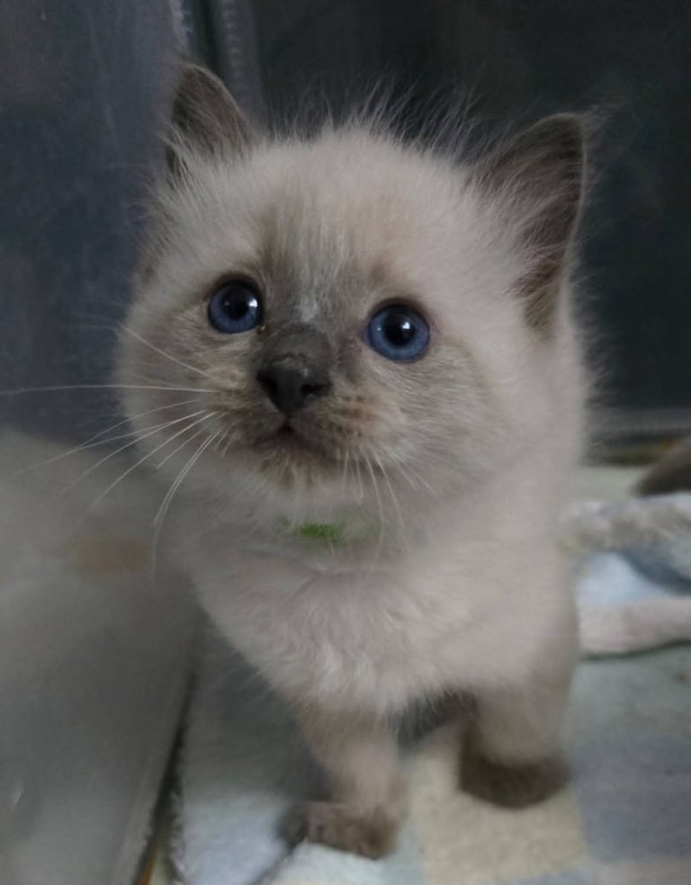 Stunning Ragdoll Male Kittens 