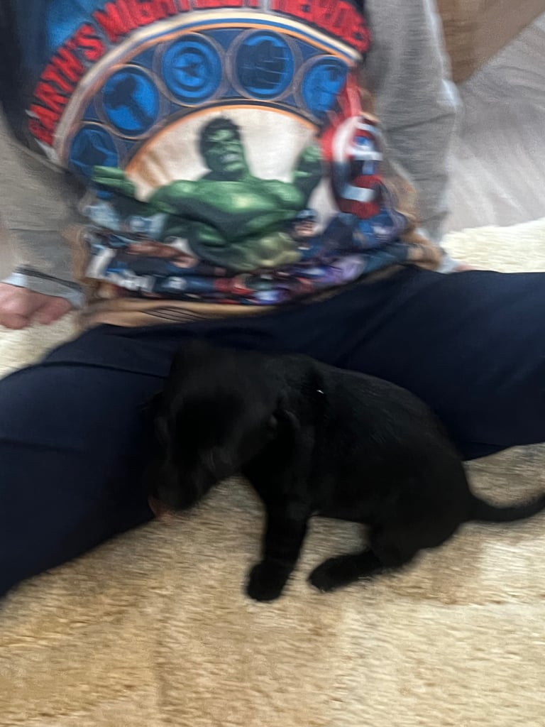 Miniature dachshund puppy