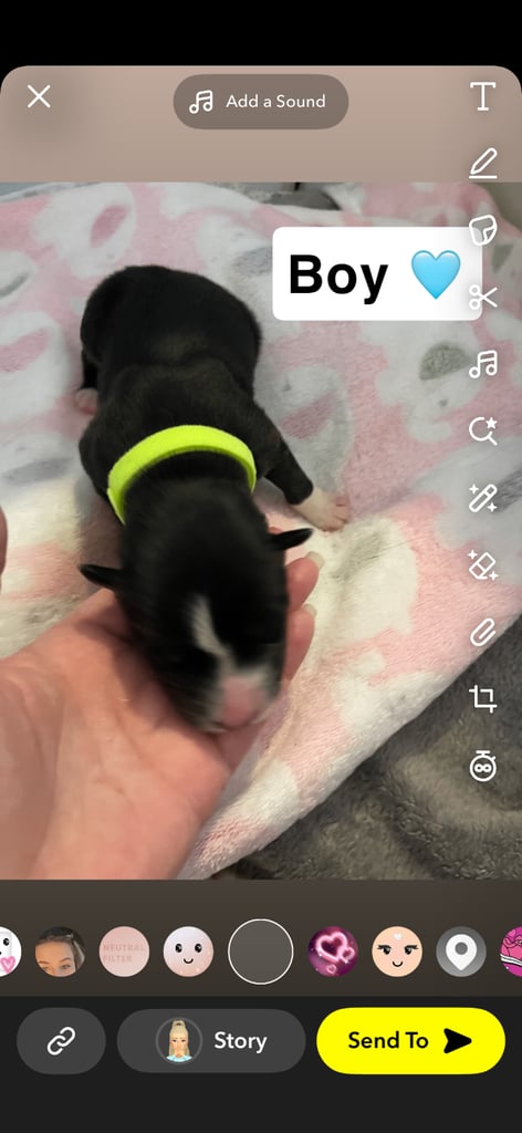 Borsky puppies !! SOLD SOLD !!
