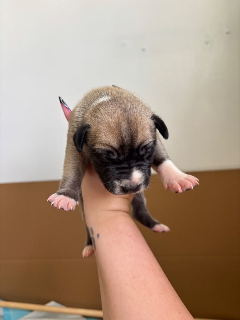 Bull-Herder for sale | 6 boys | 4 Girls