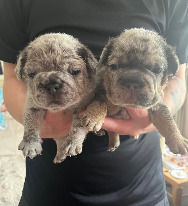 5 ⭐️ French bulldogs carrying fluffy 😍
