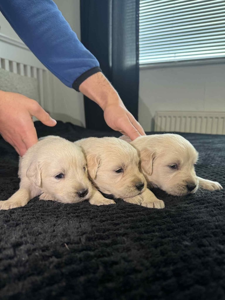 3 Golden Retriver Puppy’s 