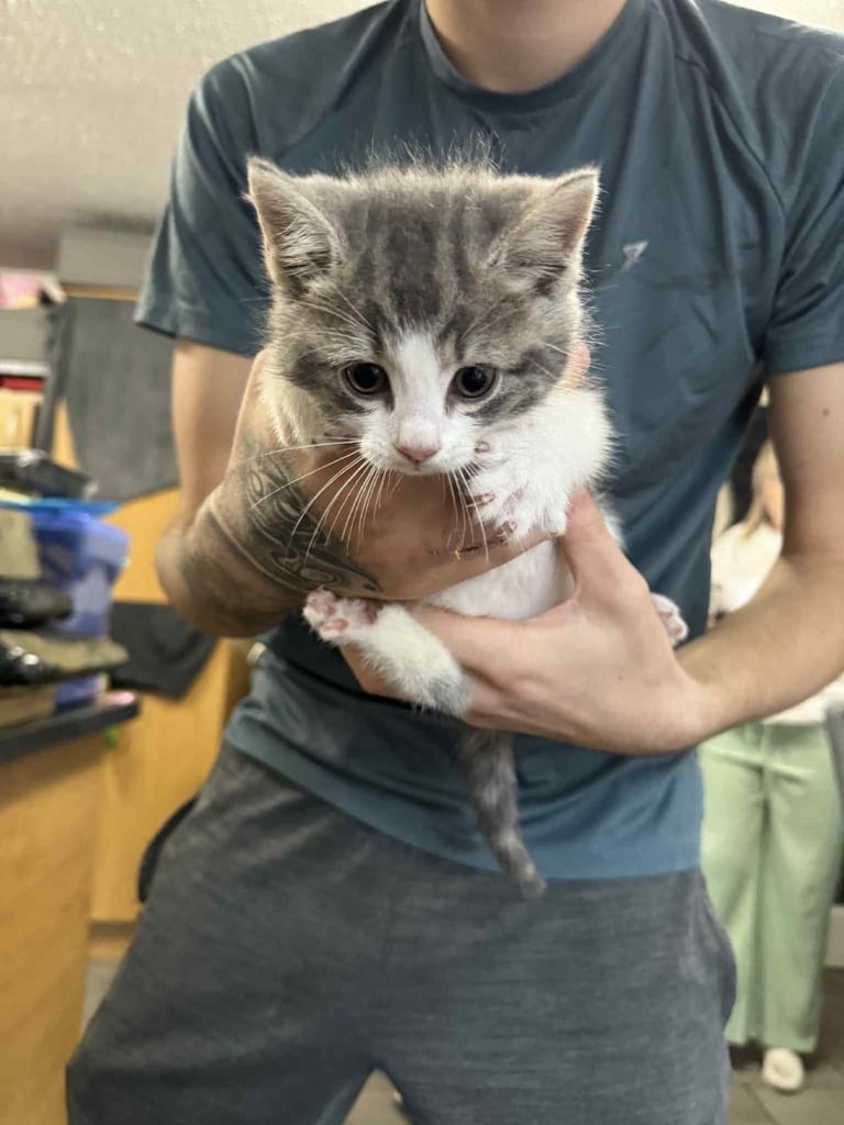 Kittens for sale 