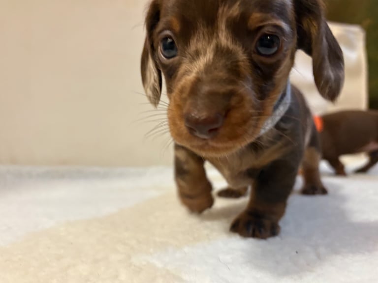 Miniature Dachshund Puppies 