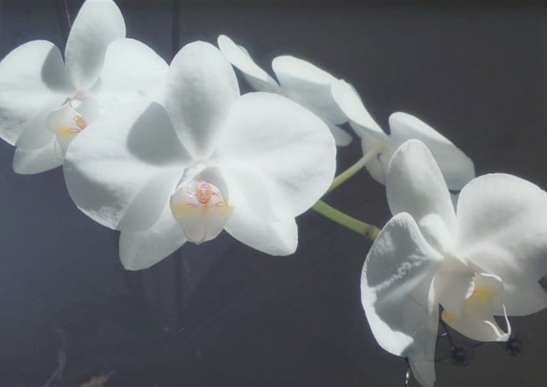 image for Decorative orchid artwork glass feature piece (splash back)