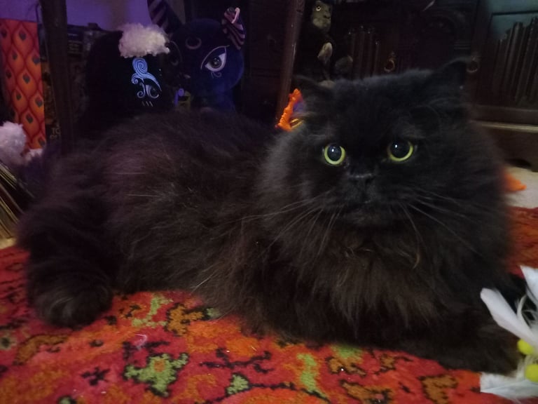 Black Male Persian Cat