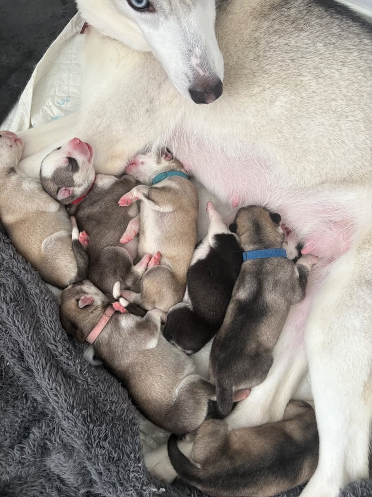 Husky puppies 