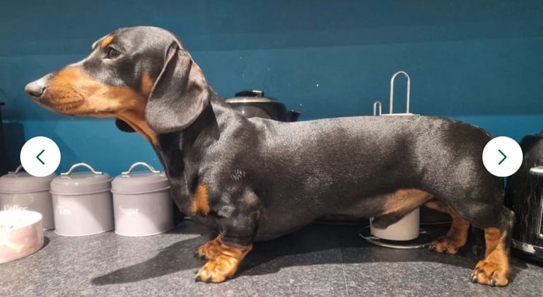 Minature Dachshund puppies. All reserved 