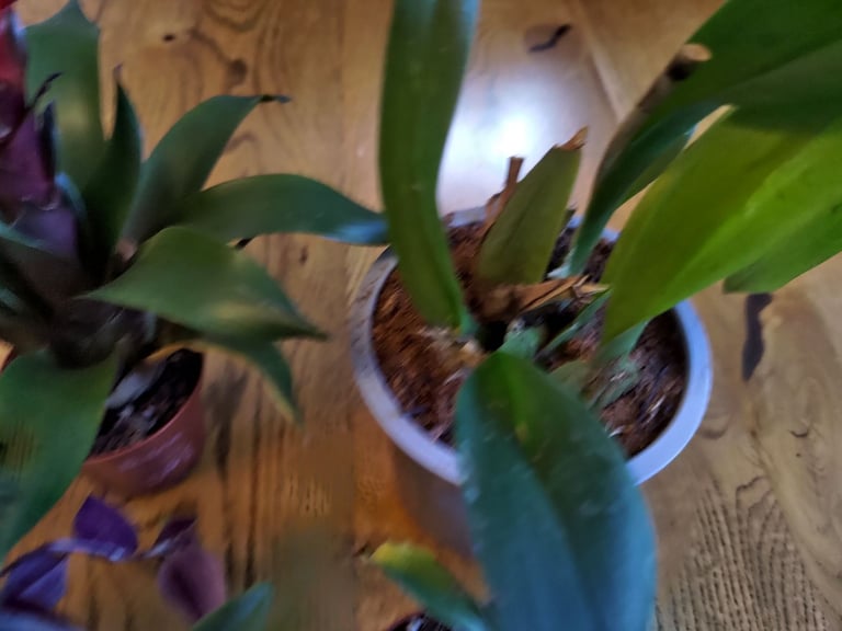 Job lot Houseplants Bromeliad Tradescantia Orchid Philodendron Easy Care Indoor Plants Potted