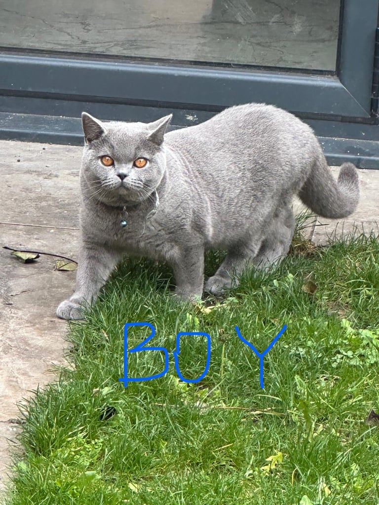 British Shorthair kittens