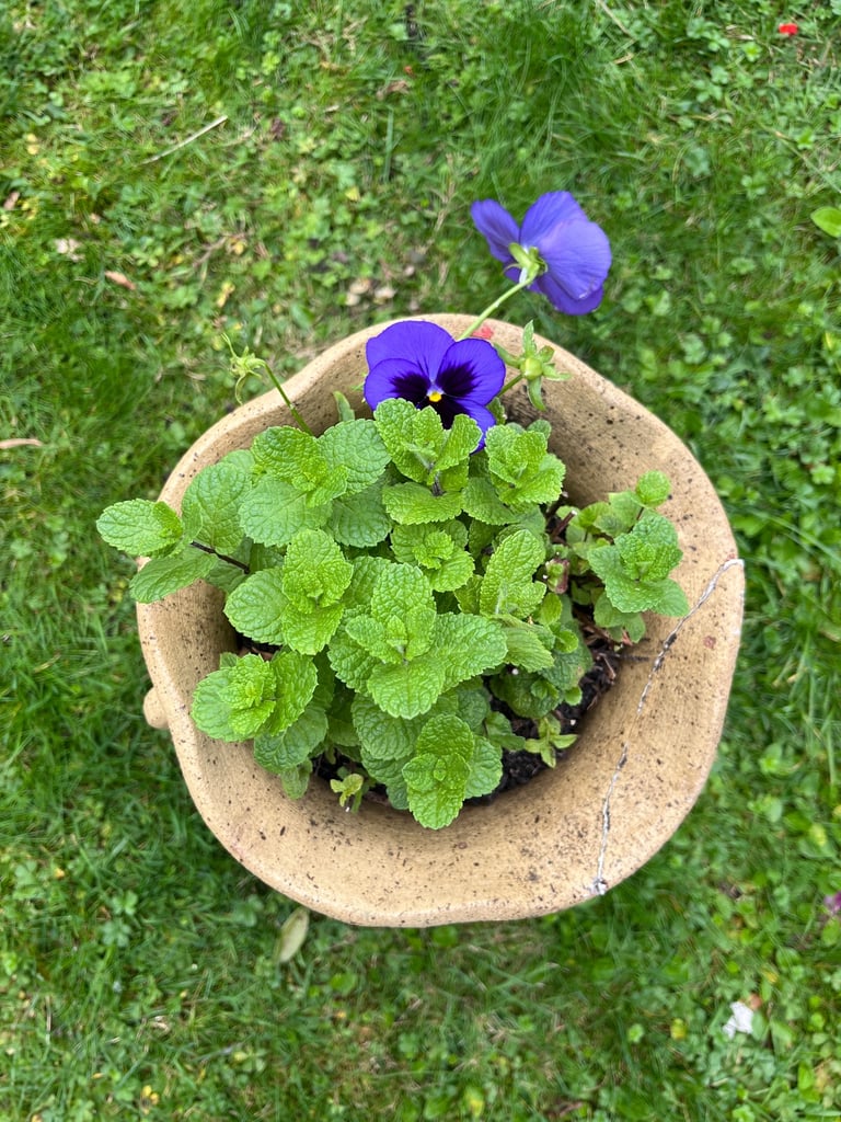 Charming Yellow Terracotta Pot with Fresh Mint Plant | 18cm Diameter, 35cm Height