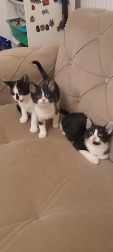 Black and white kittens ready home