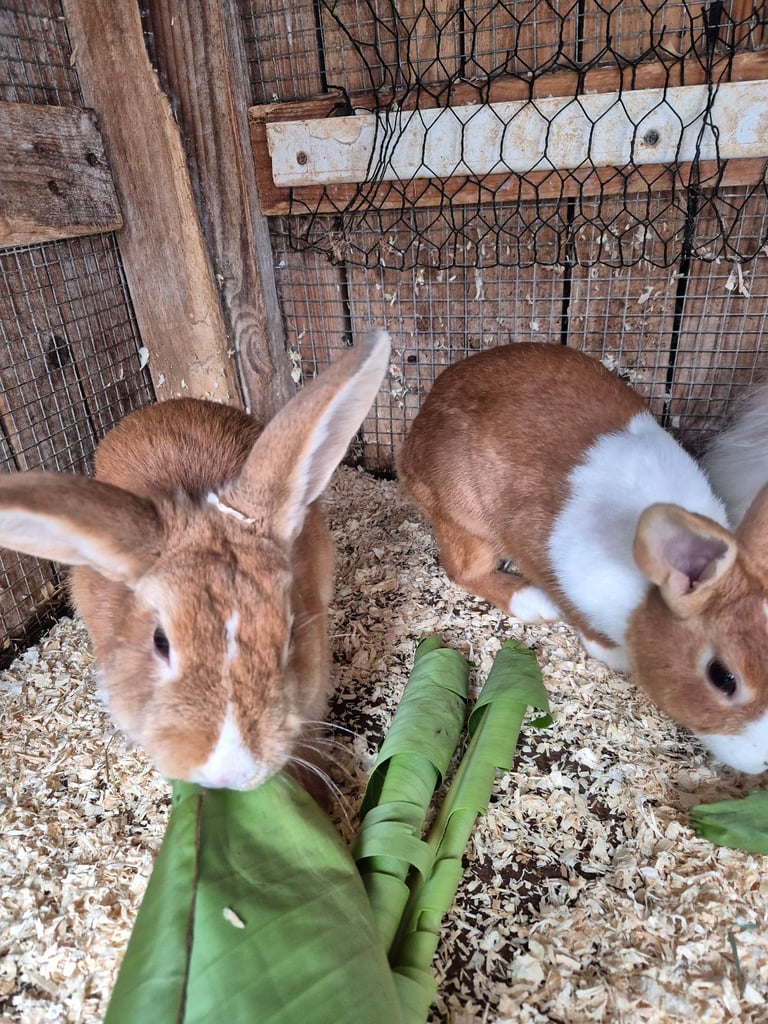 Rabbits for Sale