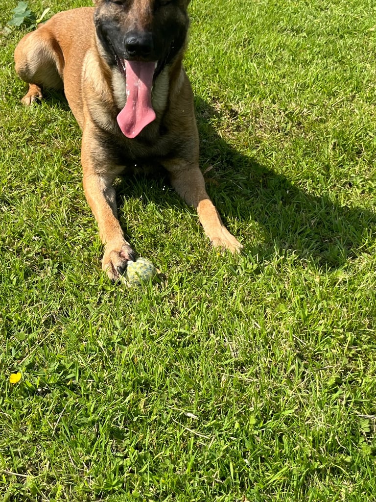 Cane Corso x belgian malinois 04/10/25 