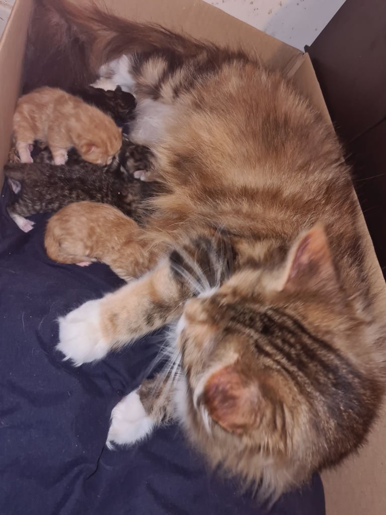 X5 Maine coon x Norwegian forest 