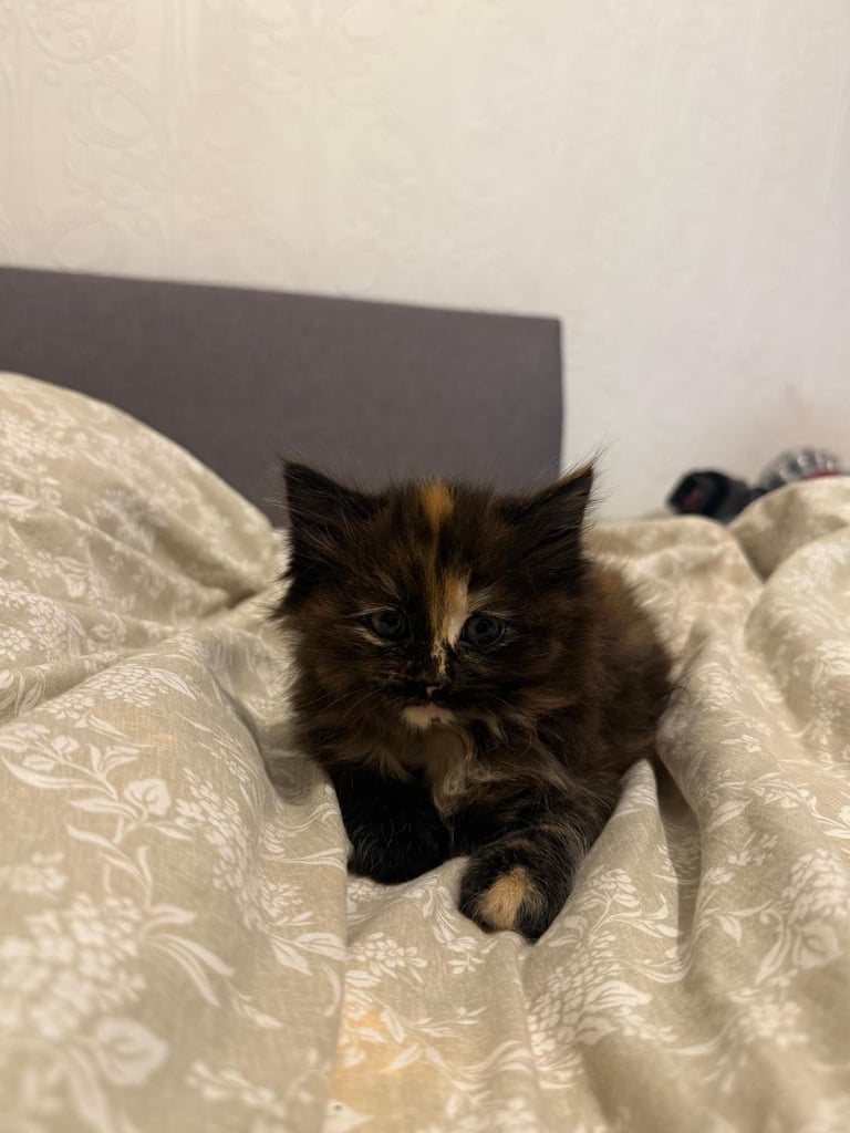 Cute fluffy friendly black and ginger kitten 
