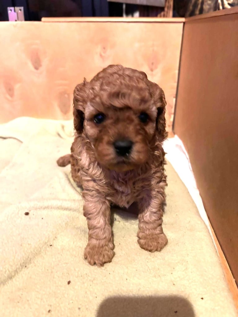 Cute Cavapoo Puppies 1 Boy and 1 Girl