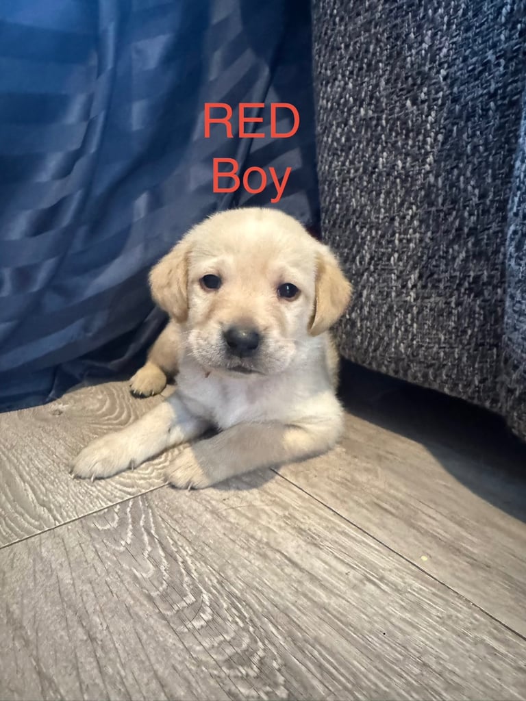 Big Chunky Labrador pups 