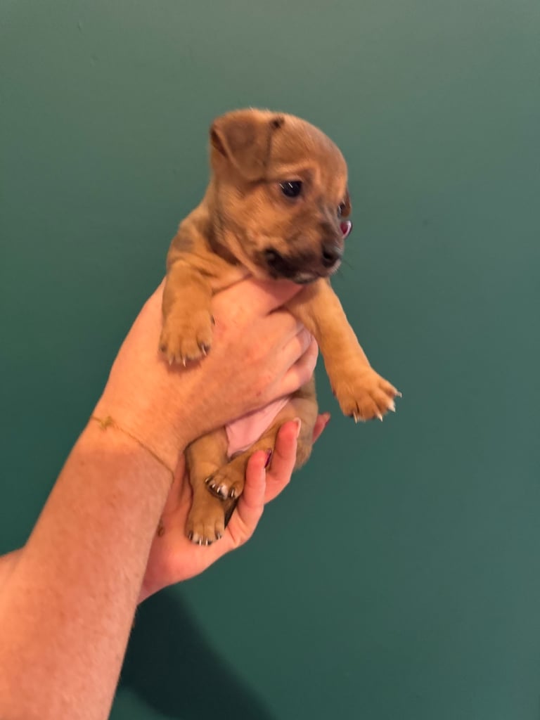 Dachshund x Jack Russel Puppies 
